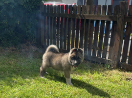 Akita puppy