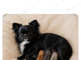 Pedigree chihuahuas
