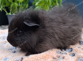 Swiss, Cali, Self Blacks and Smooth Baby Guinea Pigs