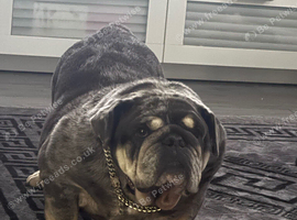 Old English bulldog