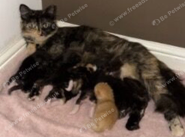 Little Black kitty looking for there forever home