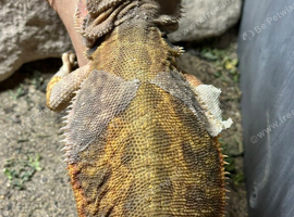 Female bearded dragon