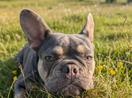 Beautiful french bulldog