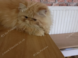 Female Persian kitten