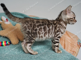 Gorgeous Bengal Rosette Girl Kitten