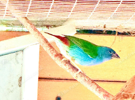 WANTED bluefaced parrot finch (HEN)