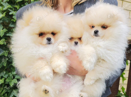 KC Registered teddy bear pomeranian puppies