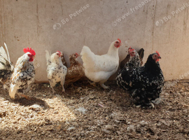 Mixed bantams