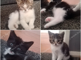 2 beautiful kittens