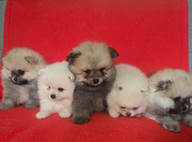 Pomeranian puppies KC registered for sale