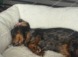 Girl mini dach