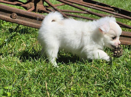 Stunning Long-Haired Chihuahua Puppies
