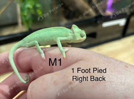 2x Male CB26 Yemen Chameleon Babies AVAILABLE NOW