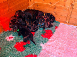 Small long mini Dachshund