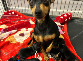 4 mini pinschers