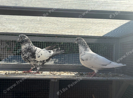2 baby pigeons for sale