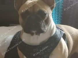 3 year old French bulldog