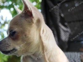 Girl chihuahua