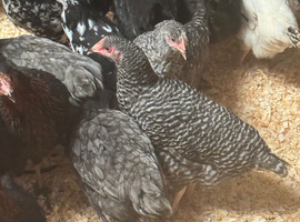 Speckled hens