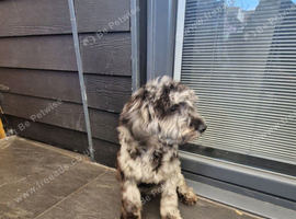 Female Cockerpoo
