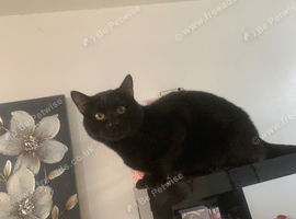 Black young cat in need of rehomeing