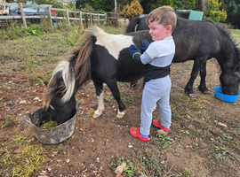 Beautiful shetland gelding