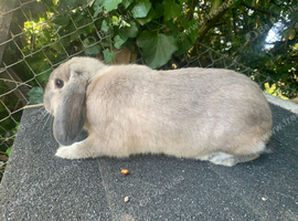 Beautiful mini lop buck