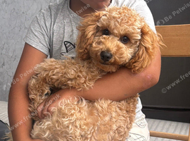 Tooy poodle