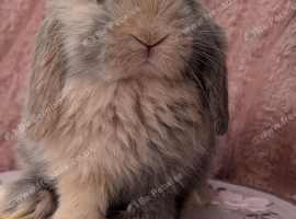 Mini lop babies