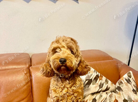 F1 Cockapoo puppies