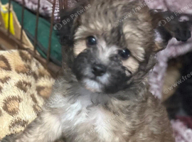 Toy poodle x Papillon