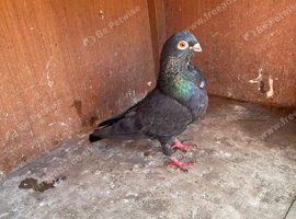 African Owl pigeon
