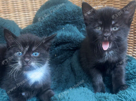 Ready now - 3 tuxedo kittens