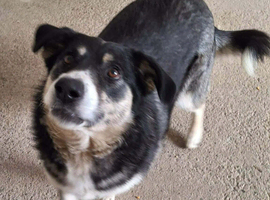 Rescued mix breed, 3 years old,loving