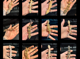 Leopard geckos for sale WOW AMAZING