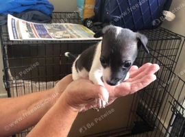 Puppy for sall