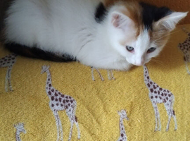 2 kittens for sale