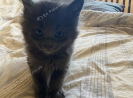 Maine coons