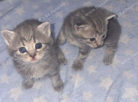 Last female BSH kitten