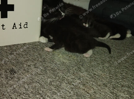 Kittens for sale