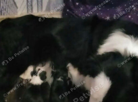 Puppies