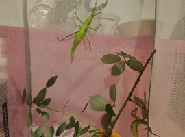 Stick & Leaf insect eggs