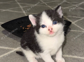Kittens for sale