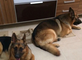 German Shepherd