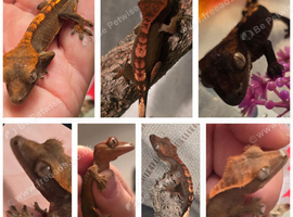 Multiple Crested Gecko's for sale