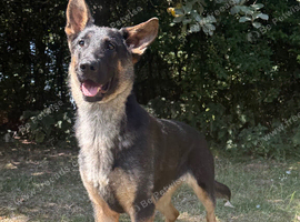 female german shepherd