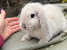 Lop doe binnies