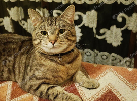 Cat for sale