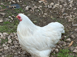 Lovely White Pekin Bantam Hens