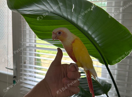 Handreared talking  lutino conure for sale
